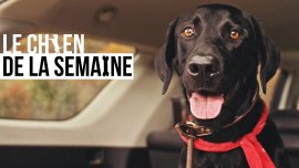 Le chien de la semaine : LINER