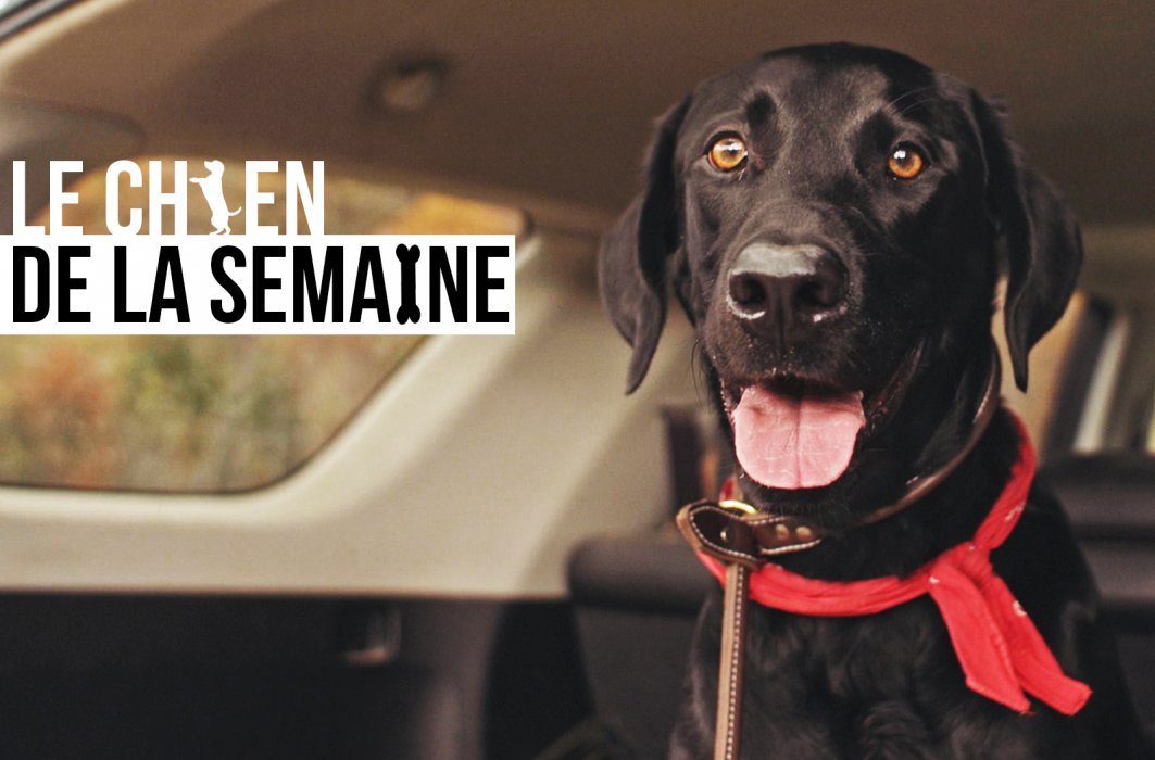Le chien de la semaine : LINER
