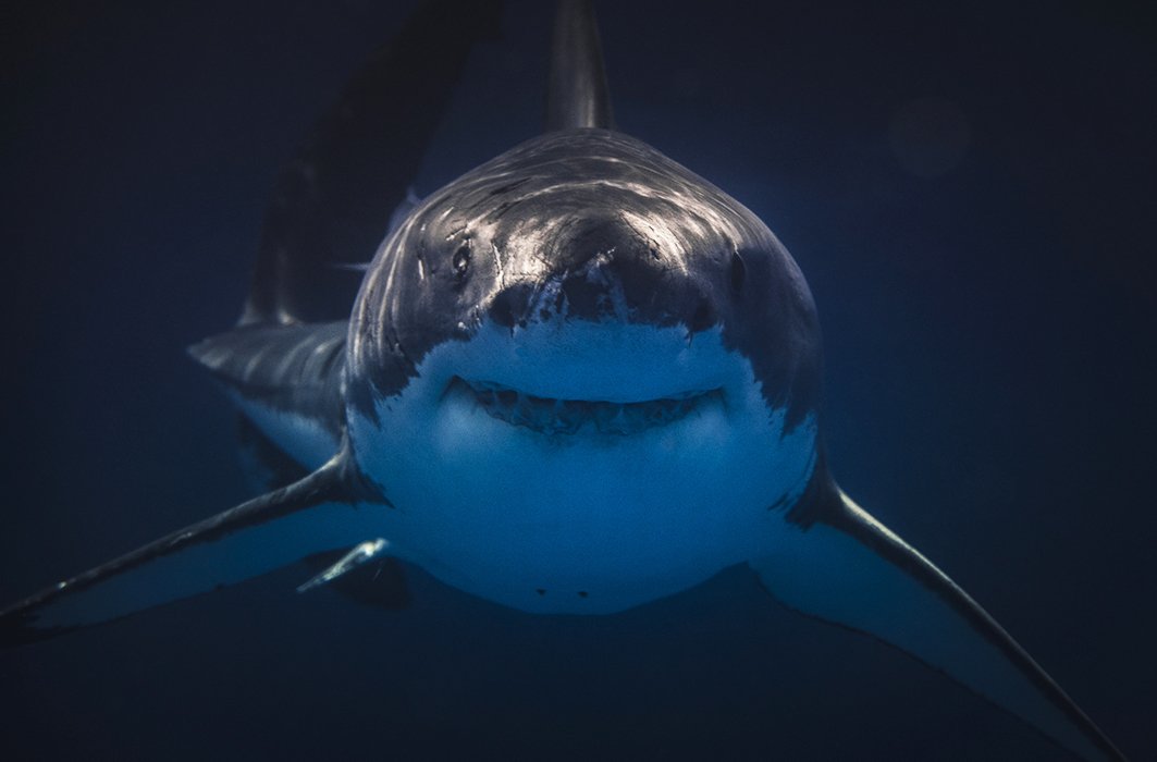 5 requins aux pouvoirs remarquables