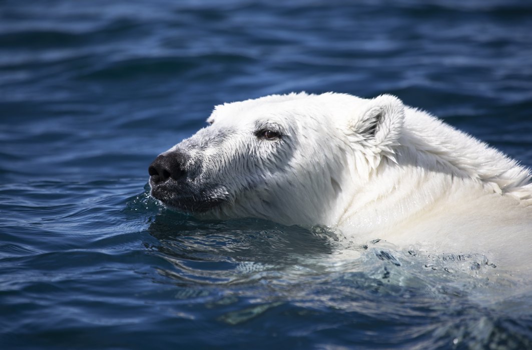 L'Arctique sous la vigie de Mario Cyr