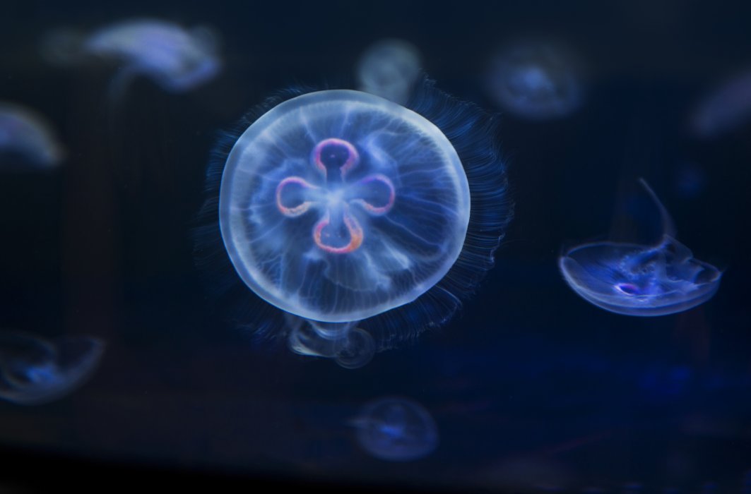 Une méduse immortelle et six autres animaux incroyables