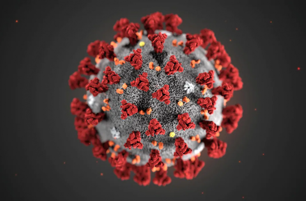 Un modèle du nouveau coronavirus.