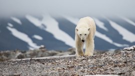 Un avenir incertain pour l’ours polaire