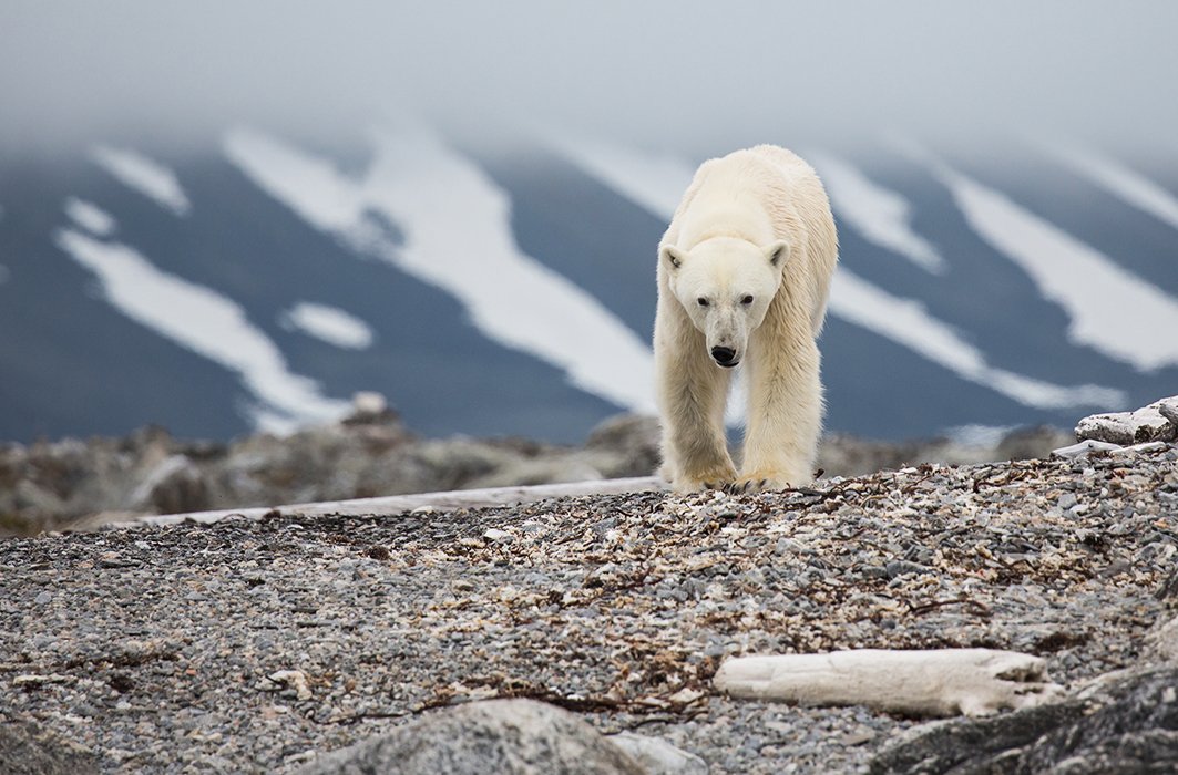 Un avenir incertain pour l’ours polaire