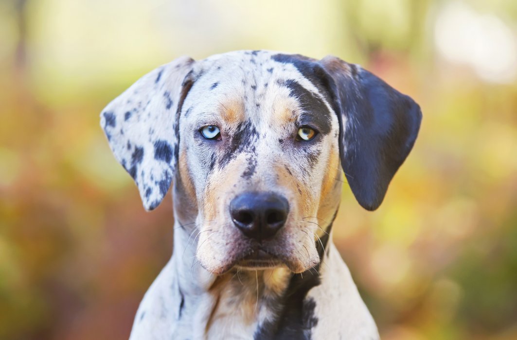 Le chien léopard Catahoula est tacheté sur le corps et a de superbes yeux,