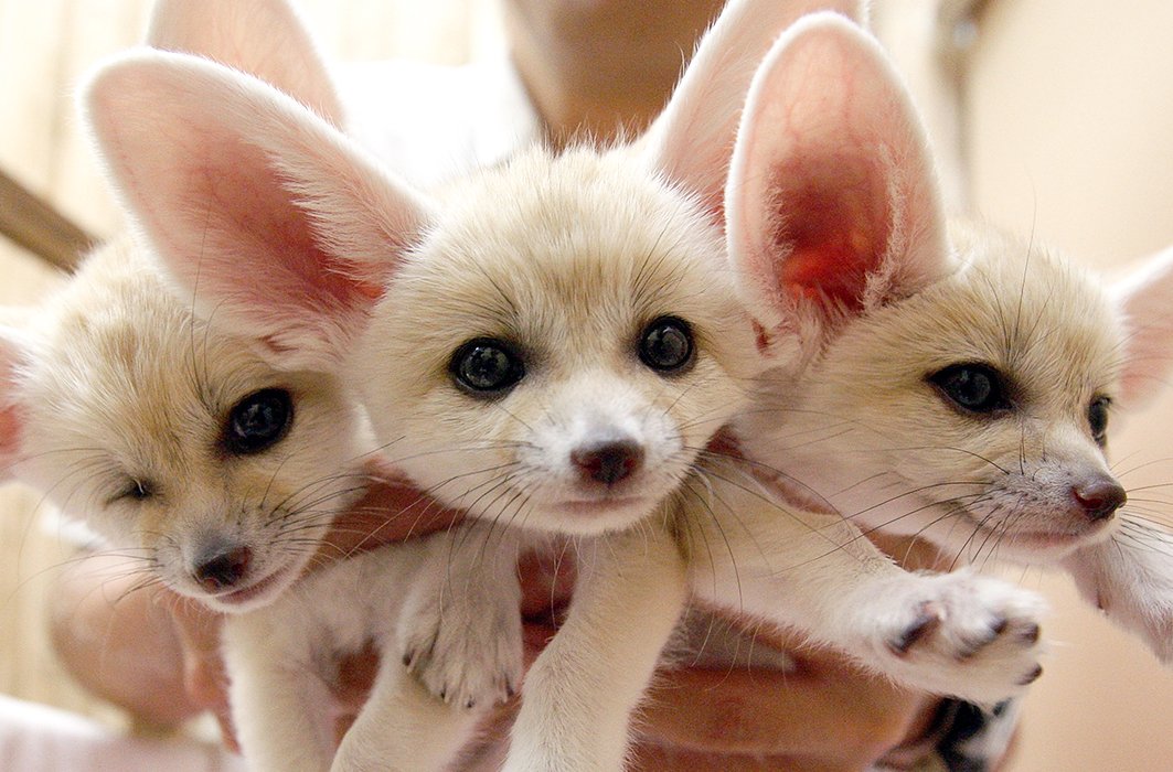 13 bébés adorables du monde animal
