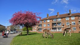 Une crise qui transforme l’environnement?