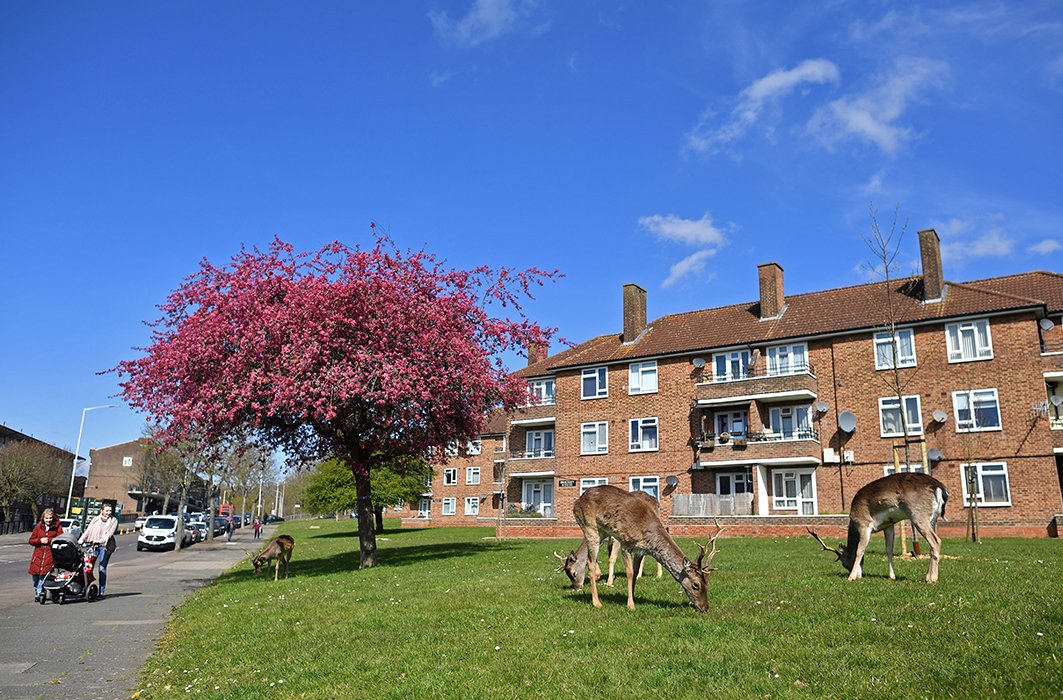 Une crise qui transforme l’environnement?
