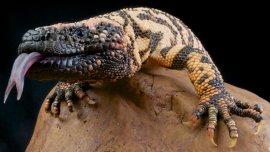 Série insolite – Des animaux insoupçonnés au venin douloureux