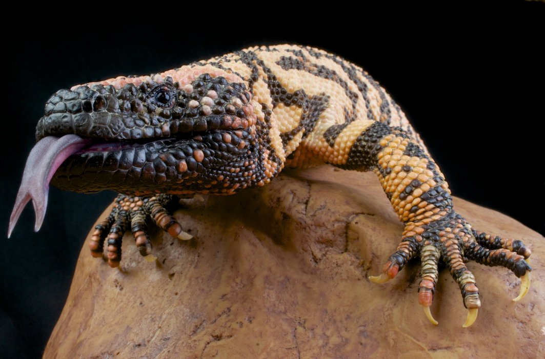Le monstre de gila a un venin capable de paralyser une jambe humaine ou encore de tuer un chien.