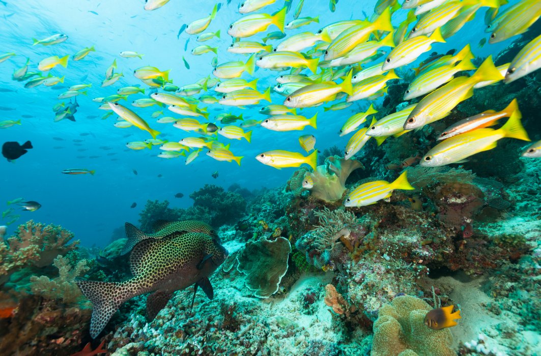 Certains faits liés aux fonds marins sont très étonnants.
