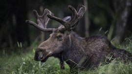 État des lieux des espèces sauvages du Québec