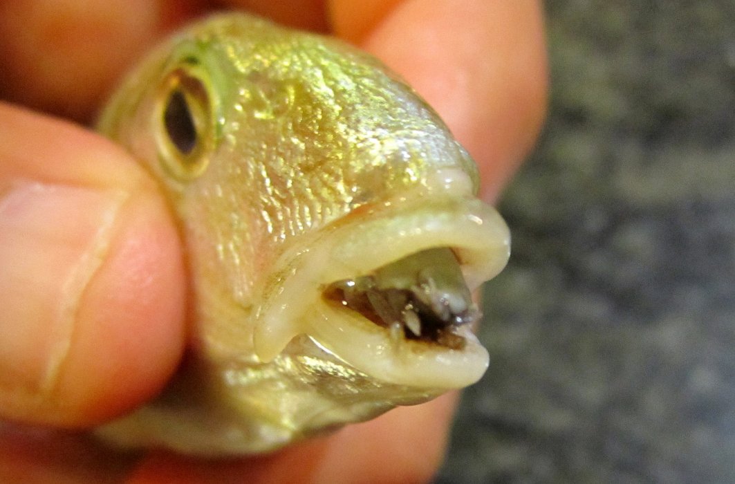 Le Cymothoa exigua remplace la langue de certaines espèces de poissons. Le Cymothoa exigua remplace la langue de certaines espèces de poissons.