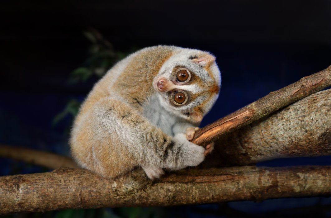Le loris lent est le seul primate venimeux.