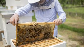 Entretien sur les abeilles et l’apiculture