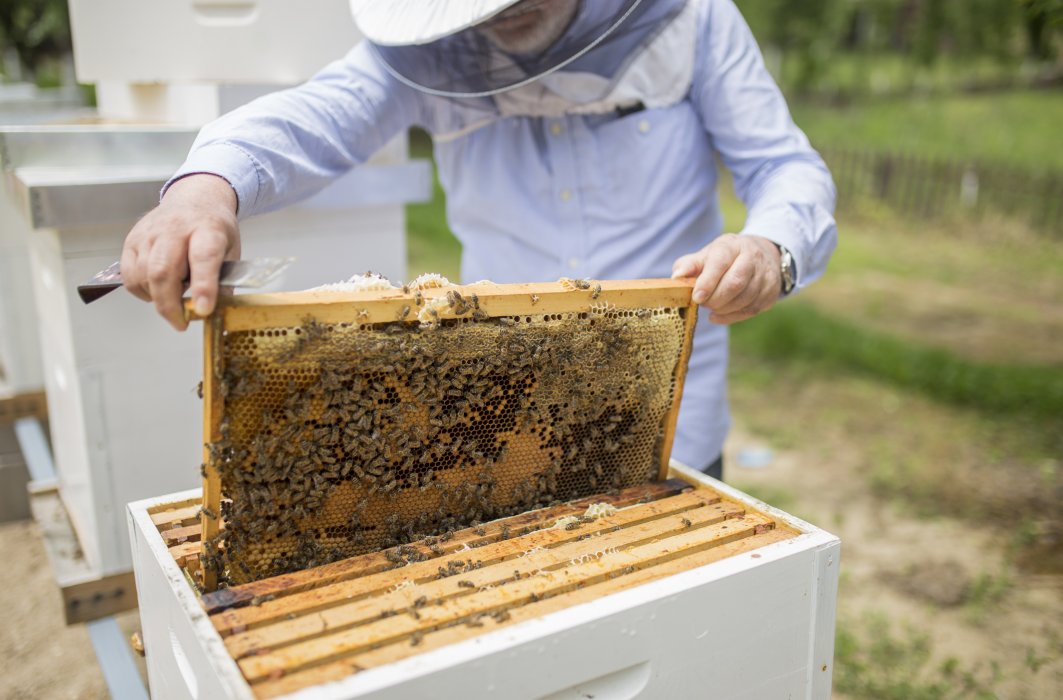 Un apiculteur travaille sur une ruche.