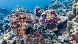 Série insolite – Des camouflages saisissants