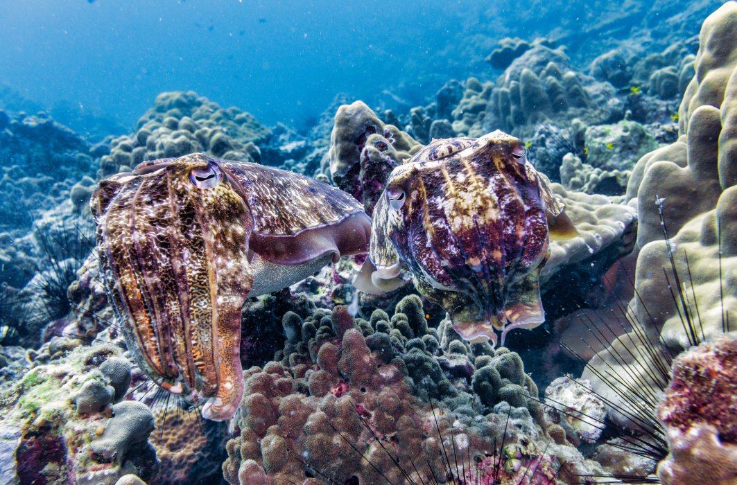 La seiche a de nombreuses caractéristique lui permettant de se camoufler dans les fonds marins.