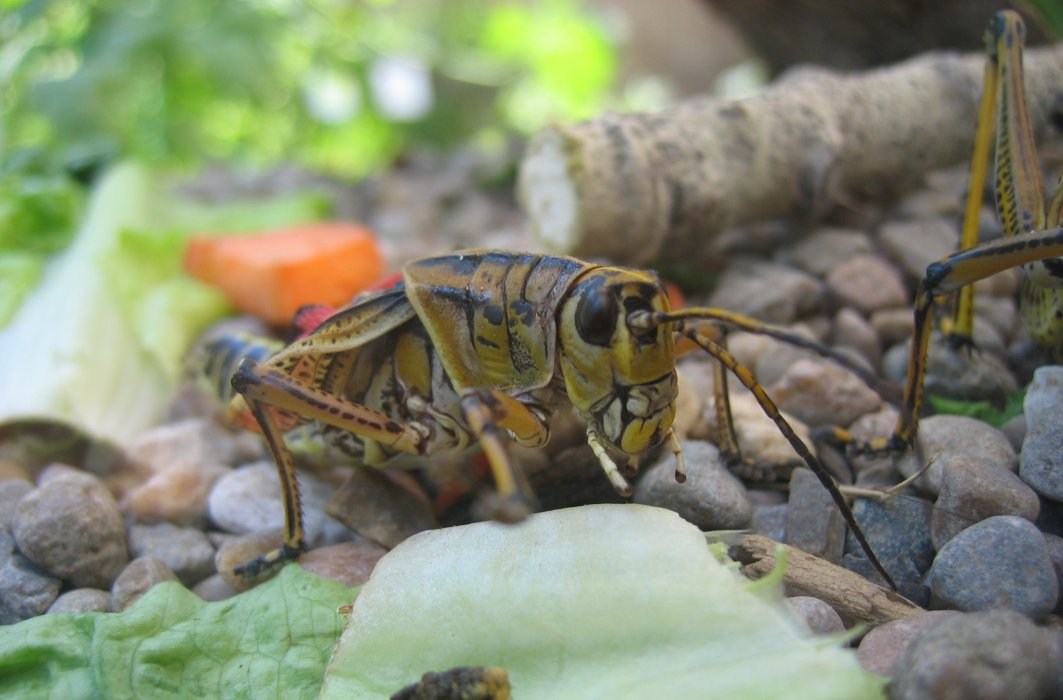 Une sauterelle à Albuquerque, au Nouveau-Mexique. Une sauterelle à Albuquerque, au Nouveau-Mexique.