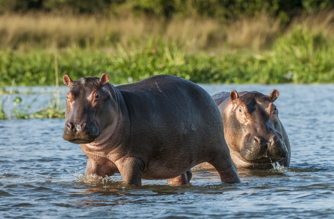 L'habitat naturel des hippopotames est en Afrique.