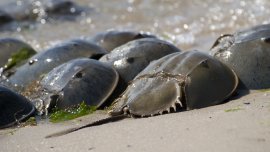 Série insolite – les organismes vivants les plus vieux sur Terre