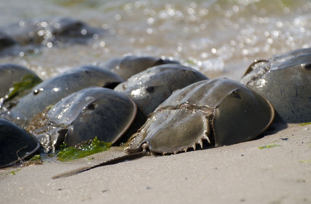 Les ancêtres des limules seraient apparus sur Terre il y a 450 millions d'années. Les ancêtres des limules seraient apparus sur Terre il y a 450 millions d'années.
