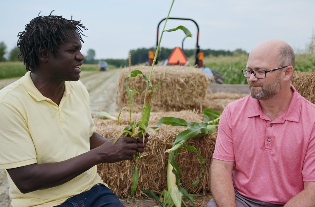 La grande évolution du maïs La grande évolution du maïs
