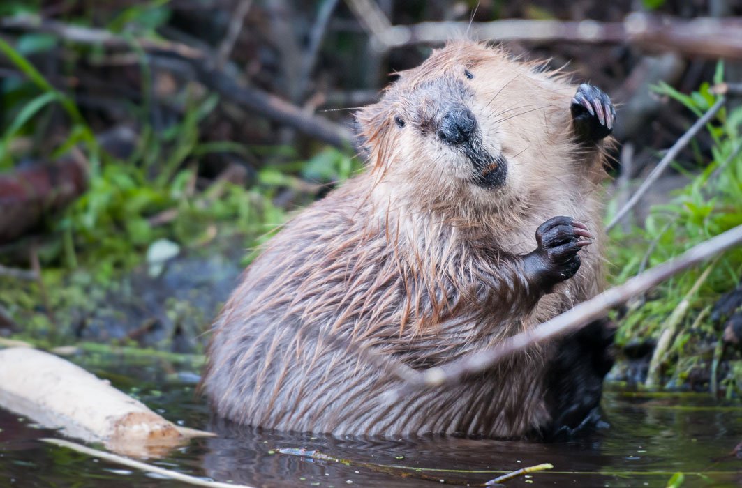 Un castor dans son habitat naturel.