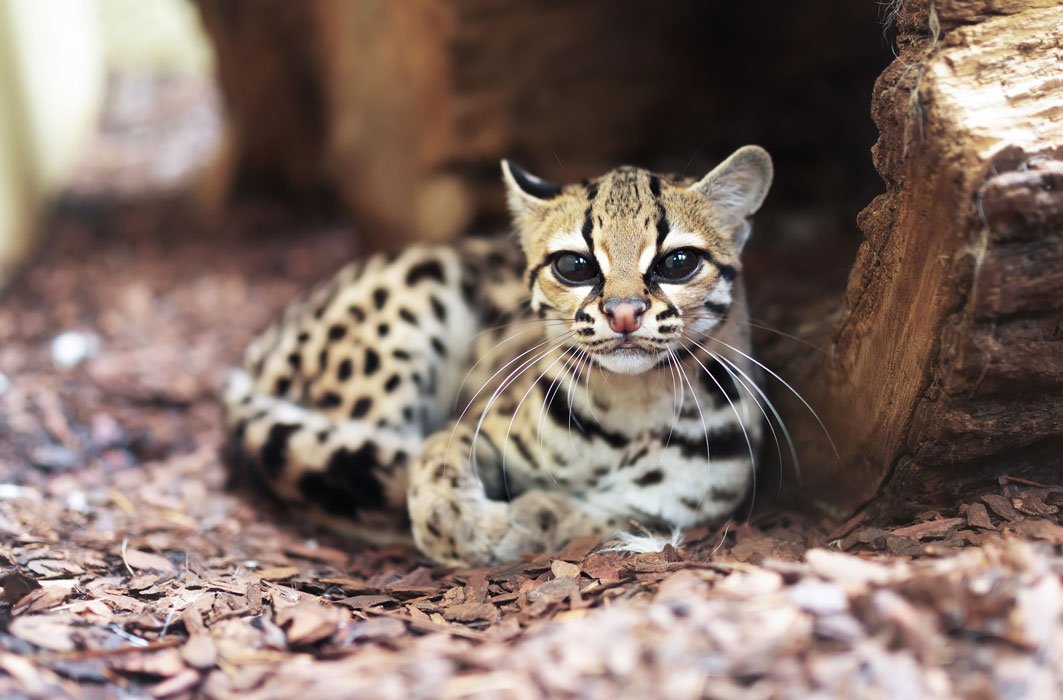 Le margay est capable d'imiter le cri du bébé pied tamarin, un petit singe de l'Amazonie.