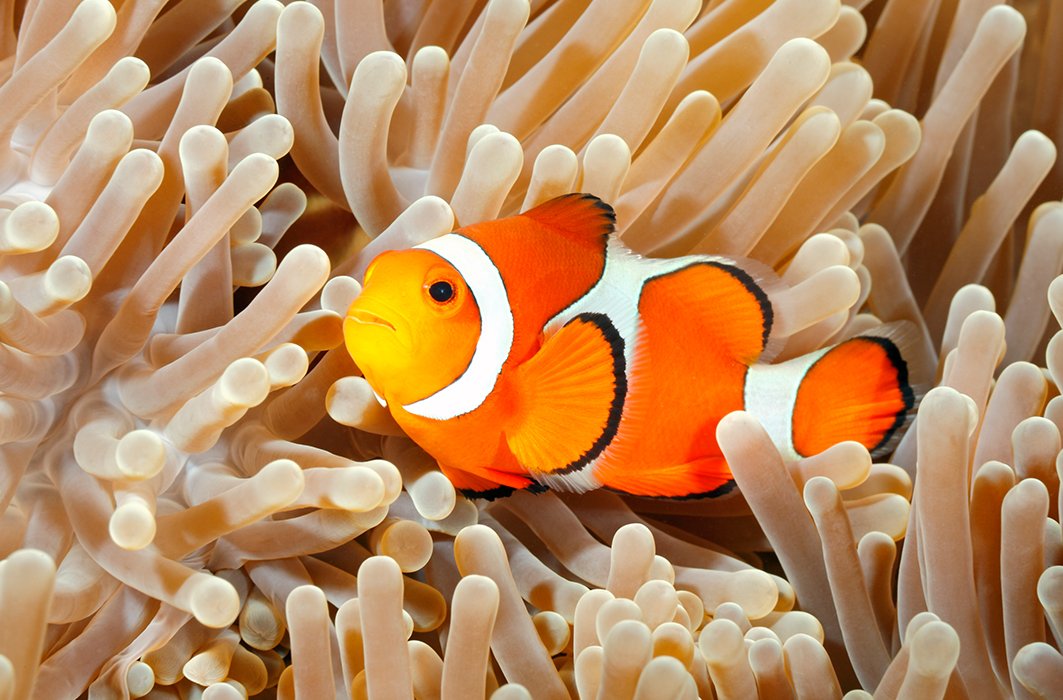 Un poisson-clown réfugié dans une anémone de mer.