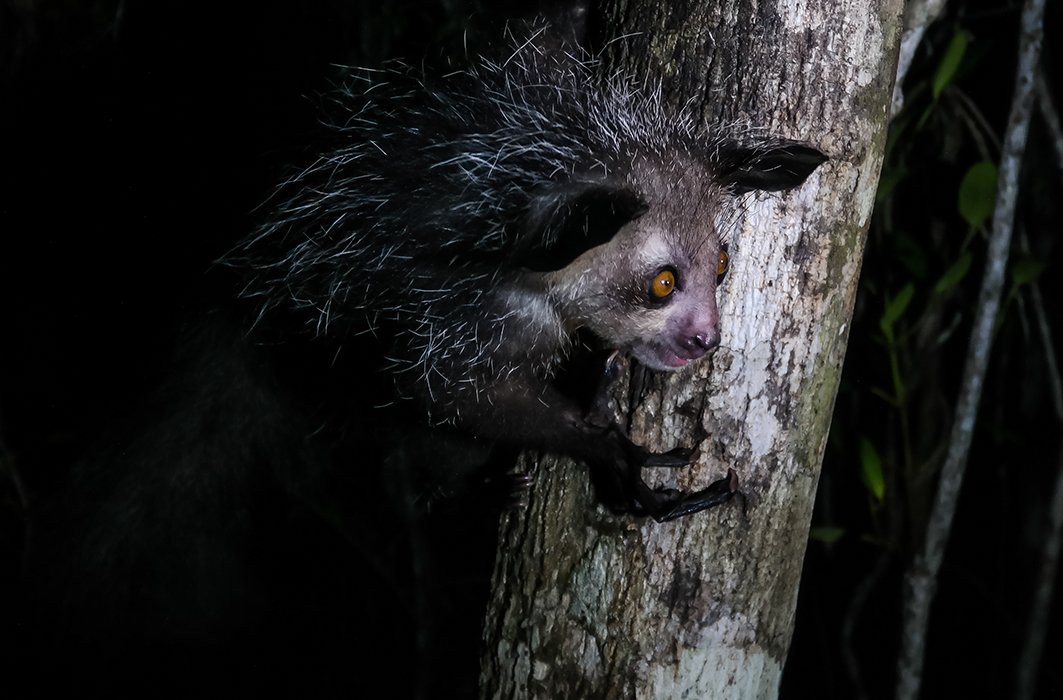 Un aye-aye à la recherche de nourriture