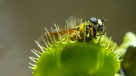 Série insolite – Des plantes voraces