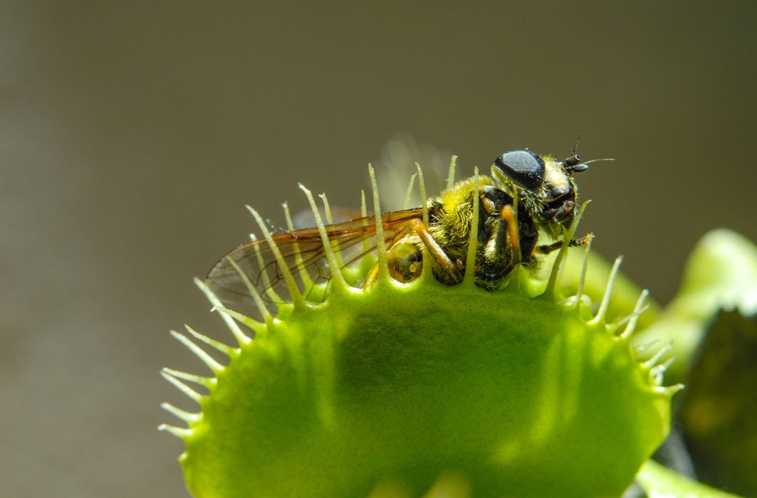 Serie Insolite Des Plantes Voraces Ici Explora