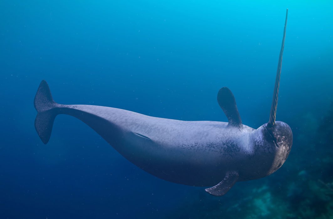 Le narval aime les eaux froides de l'Arctique.