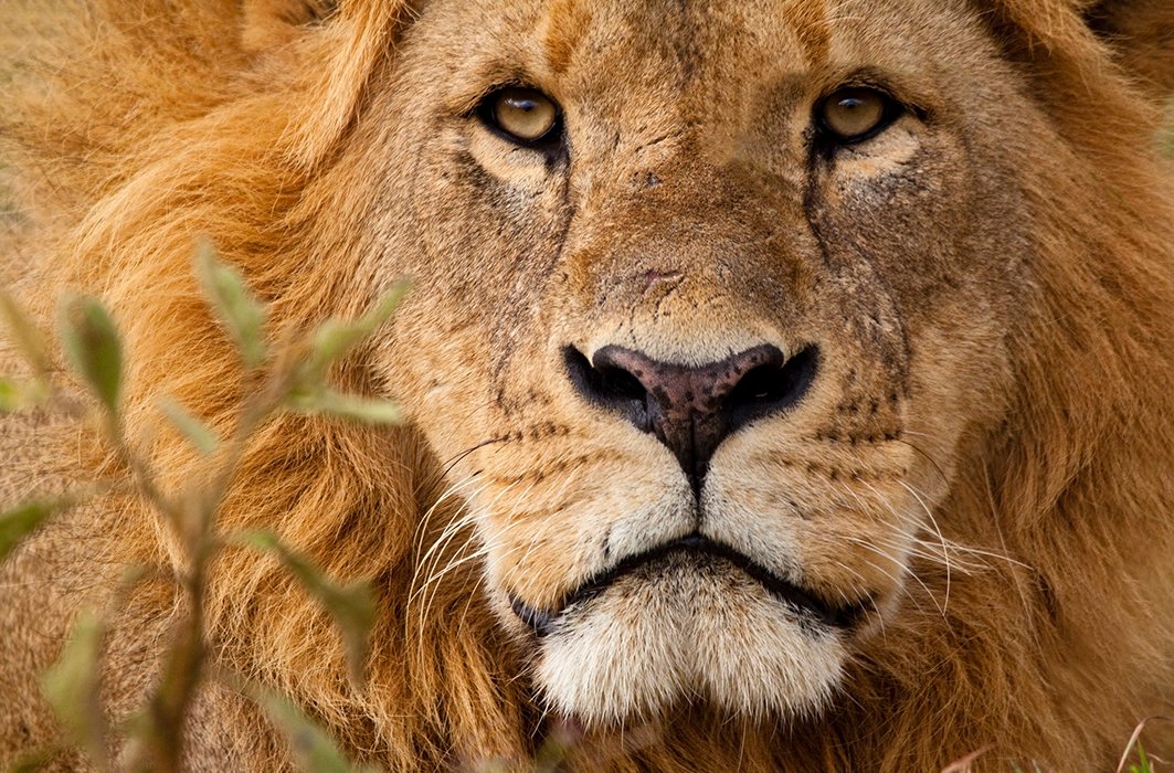 Un lion dans la savane africaine