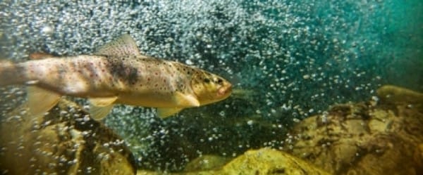 La truite, baromètre de la pollution des Grands Lacs