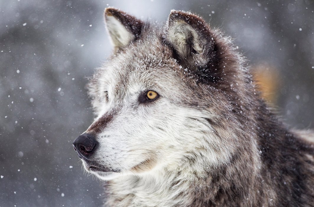 Un loup gris sous la neige