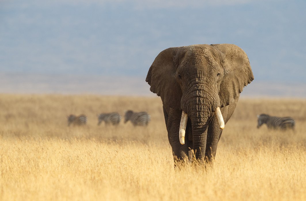 Un éléphant dans la savane africaine