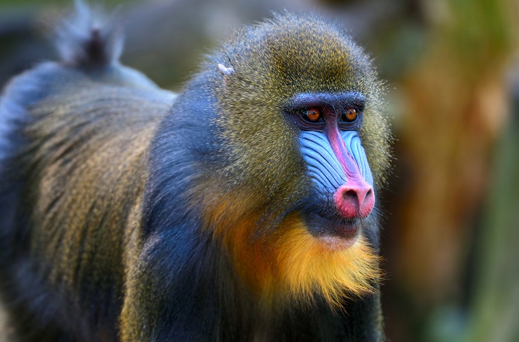 Un mandrill