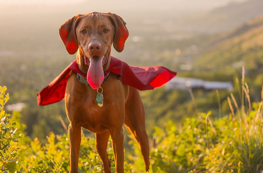 Des chiens héroïques