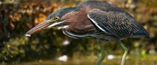 L'oiseau qui pêche avec un bout de pain