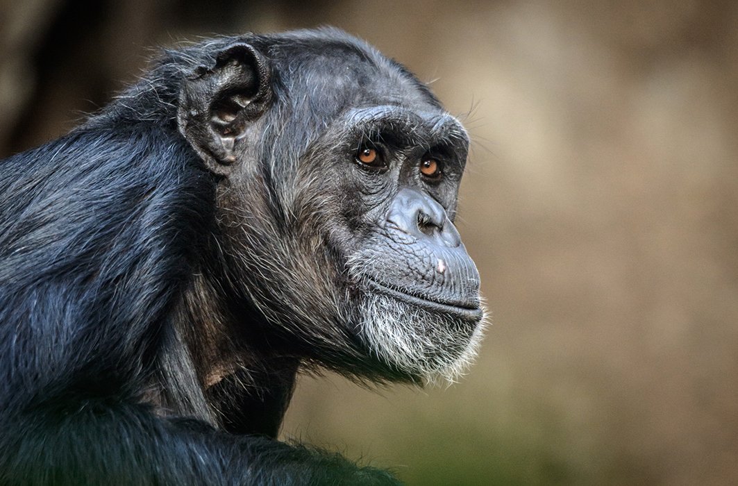 Un chimpanzé Un chimpanzé