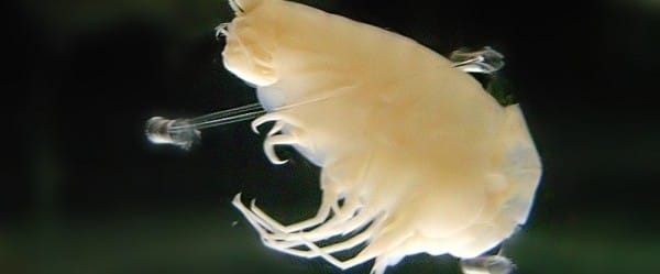 Survivre à 11 000 mètres de profondeur