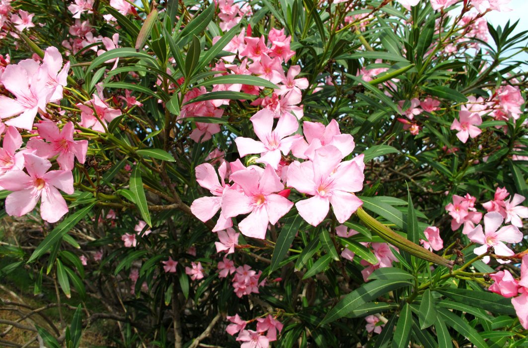 Les fleurs du laurier rose.