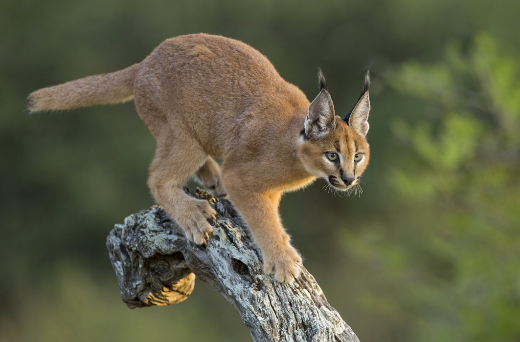 Un caracal perché sur une branche.