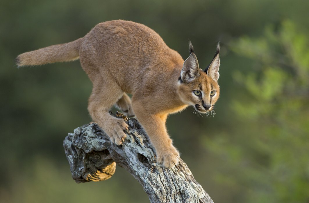 Un caracal perché sur une branche. Un caracal perché sur une branche.