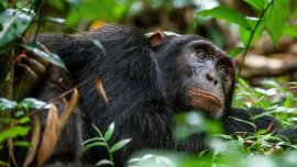 Les chimpanzés, nos cousins au-delà du génome