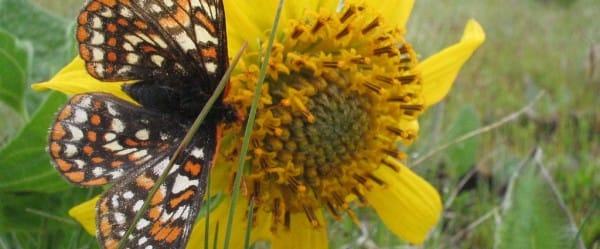 Papillon