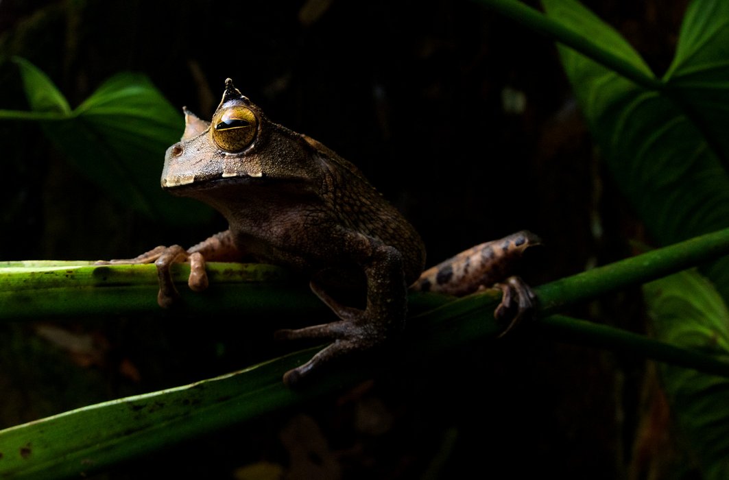 Grenouille marsupiale à cornes.