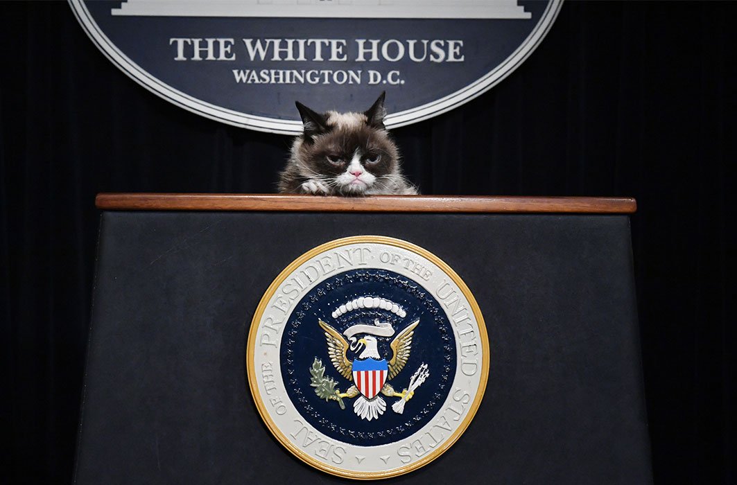 Les animaux vedettes qui ont conquis le web